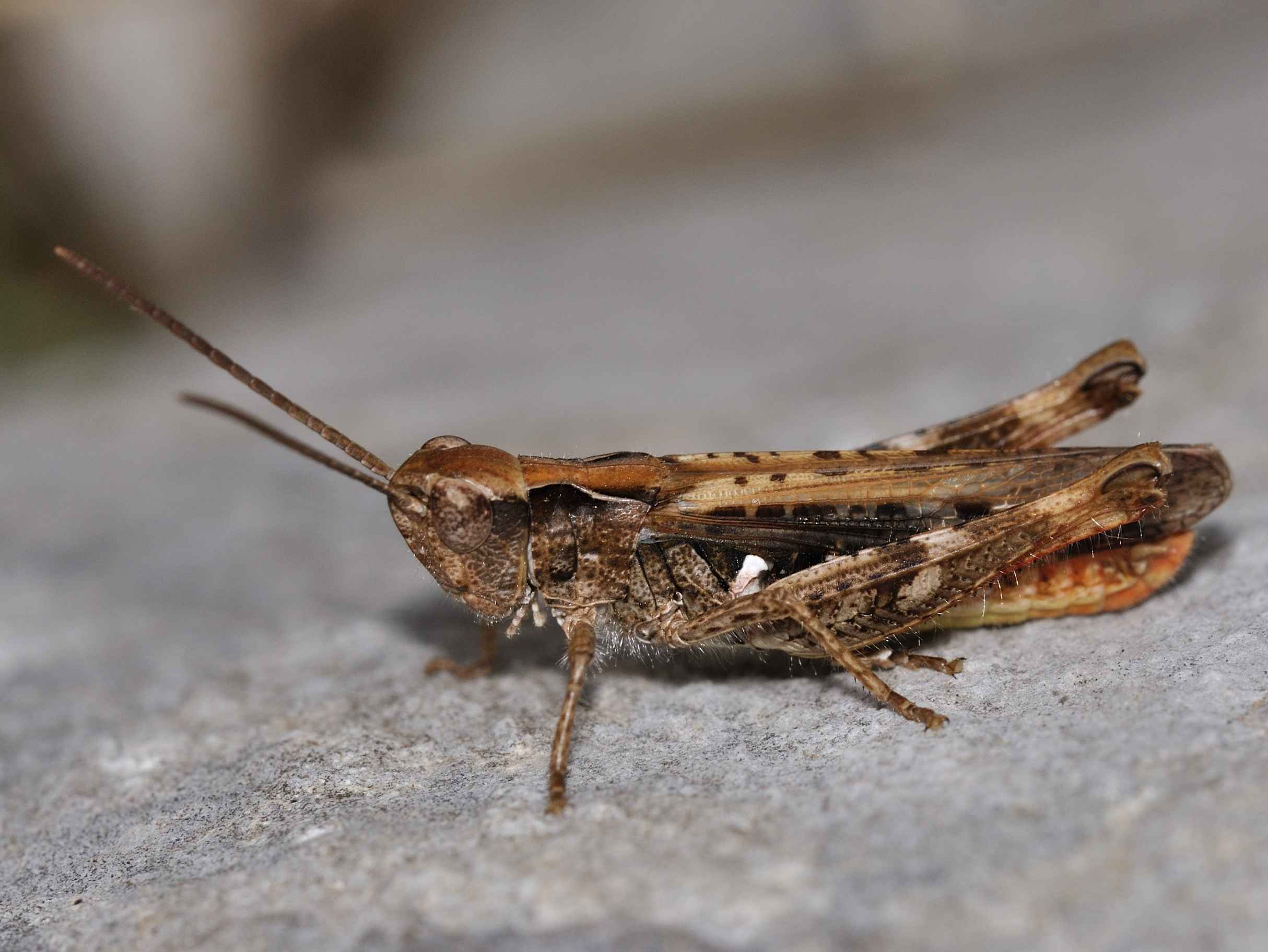 Chorthippus (Glyptobothrus) sp.